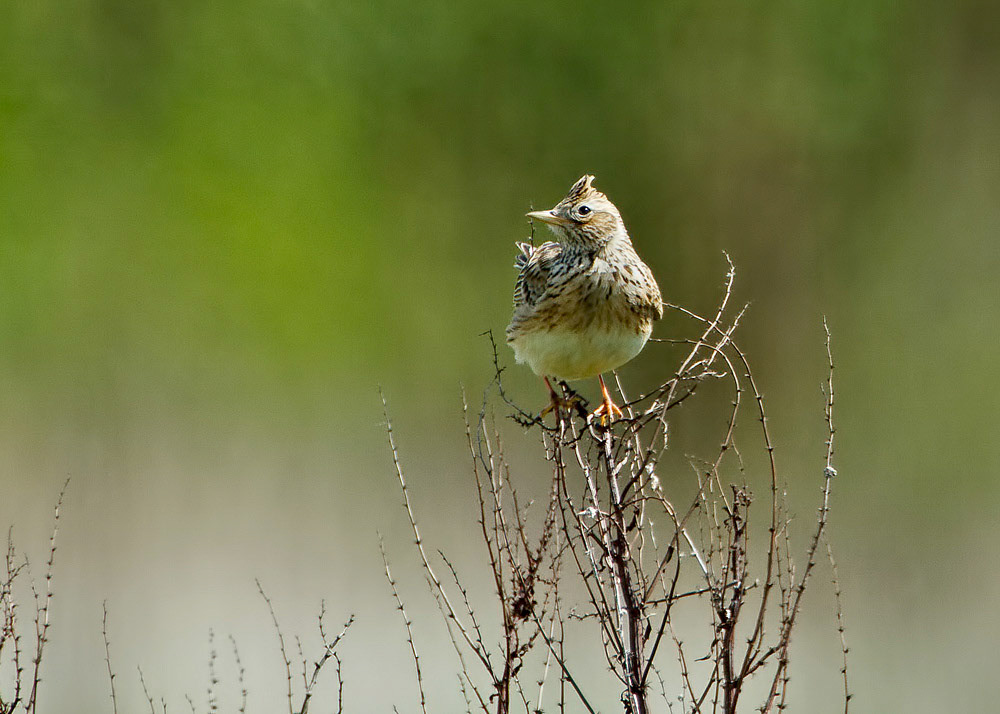 Skylark