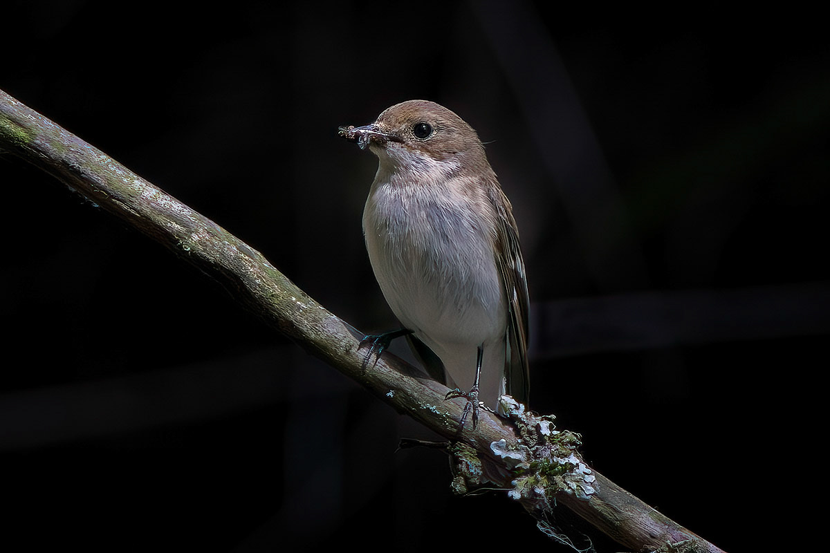 Pied Flycatcher