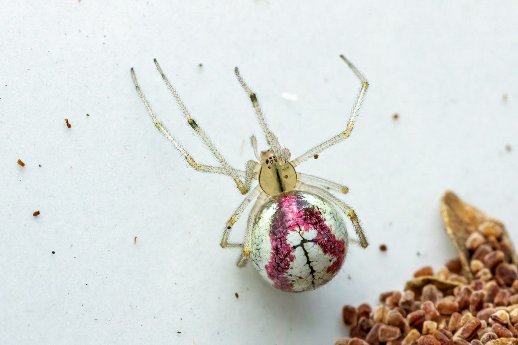 Common Candy-striped Spider