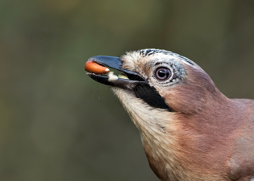 Jay