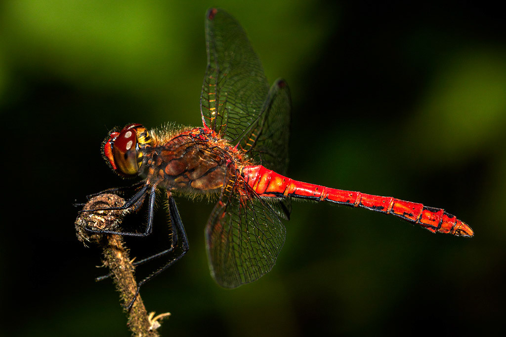 Ruddy Darter