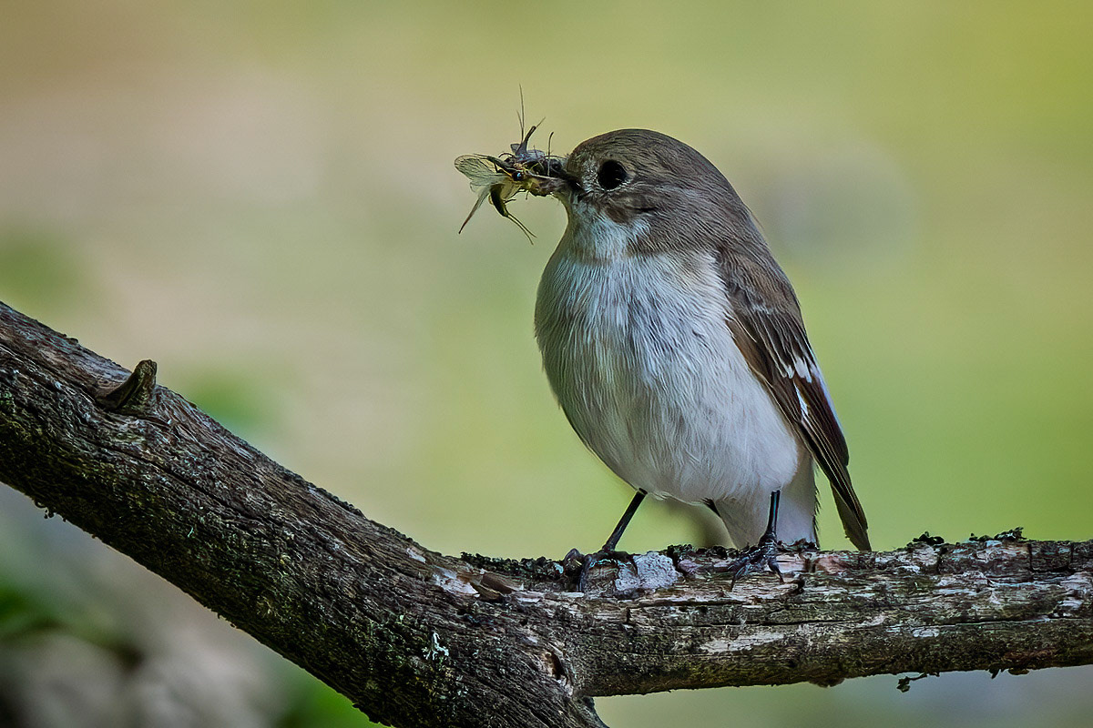 Pied Flycatcher