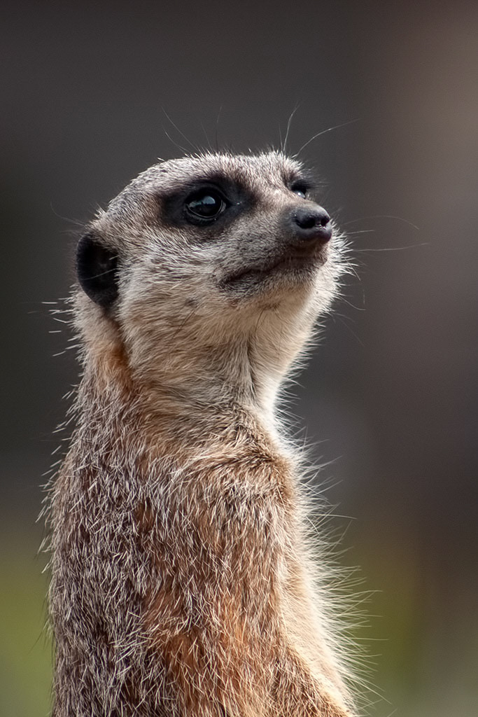 Meercat