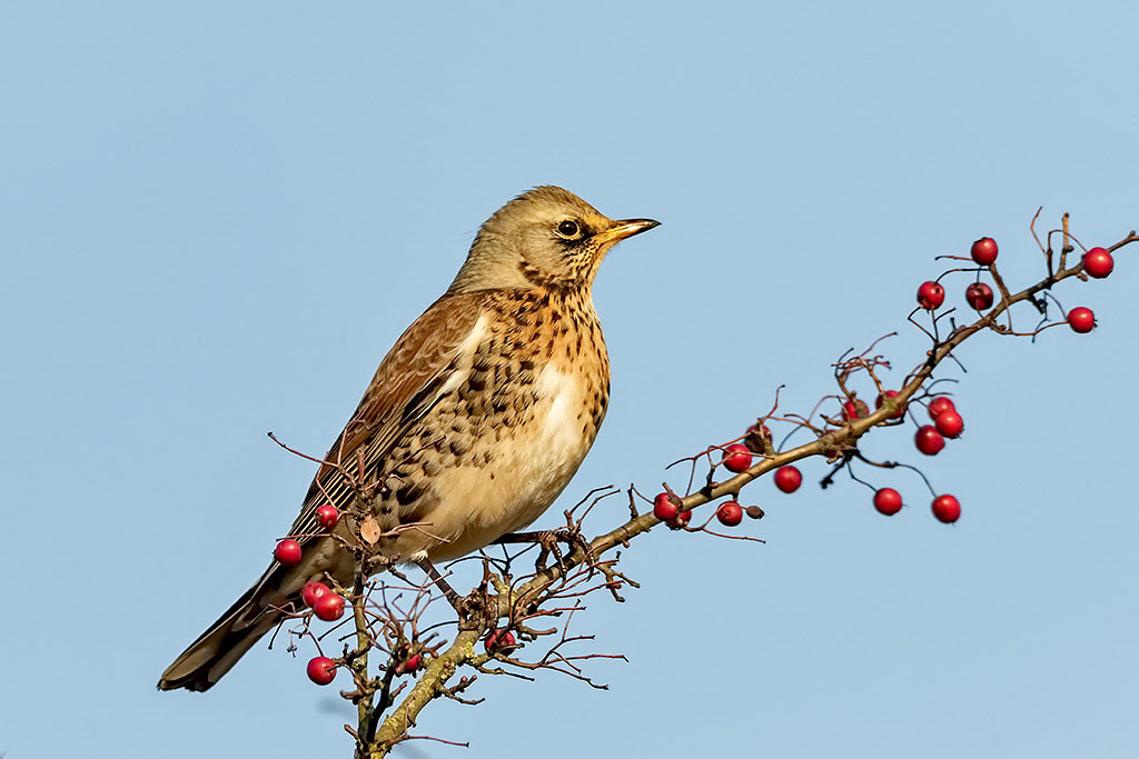 Fieldfare