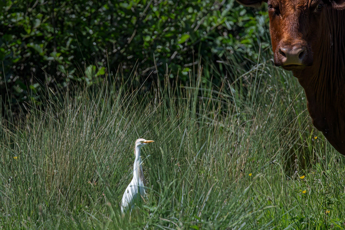 Cattle Egret