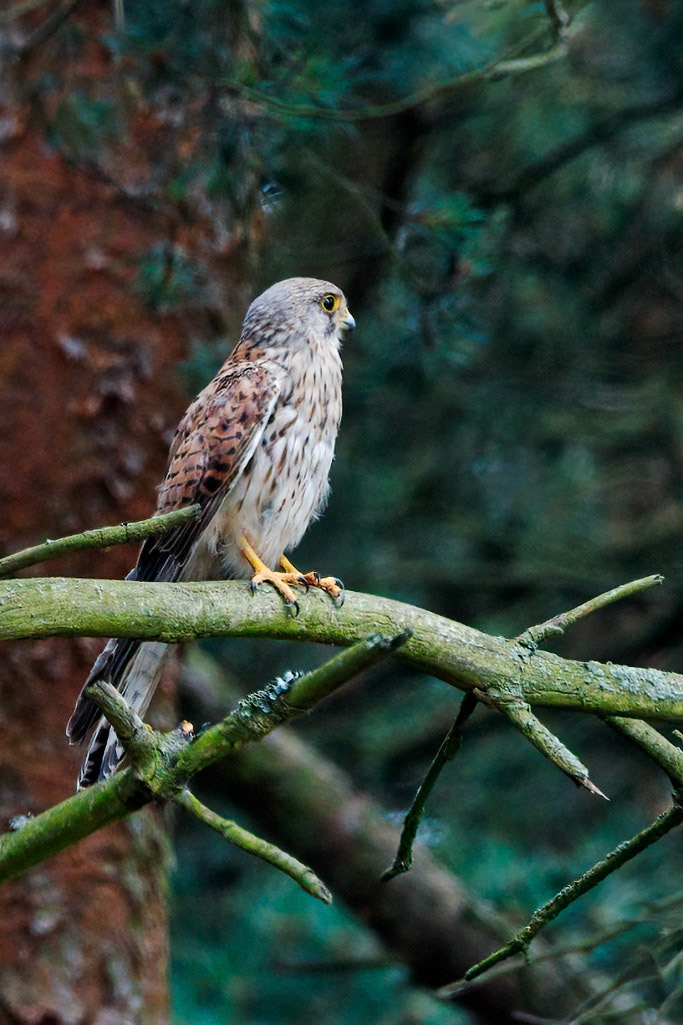 Kestrel