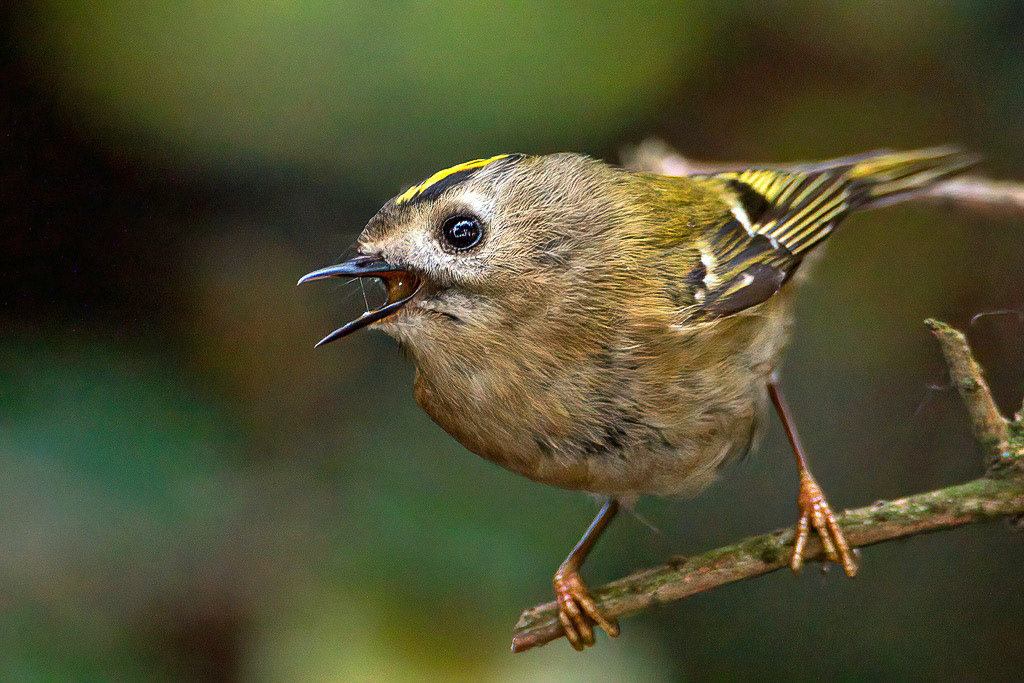 Goldcrest