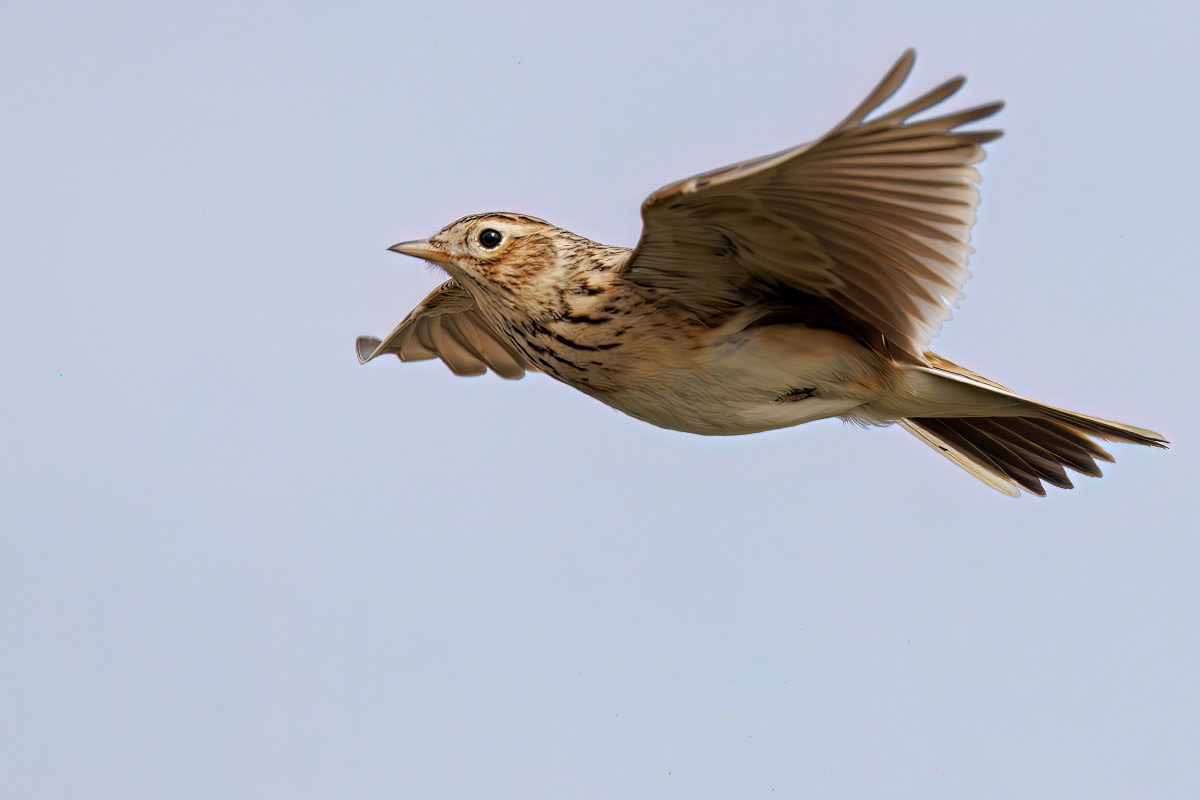 Skylark