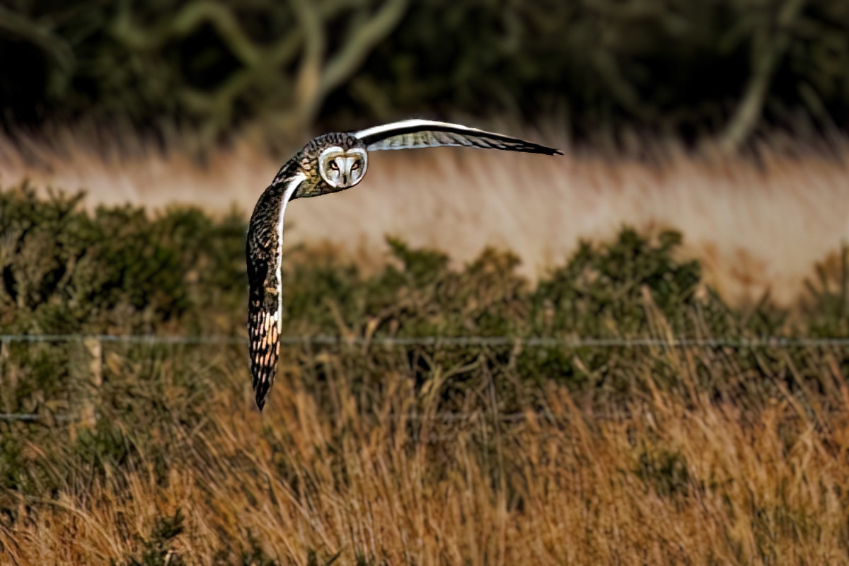 Short-eared Owl