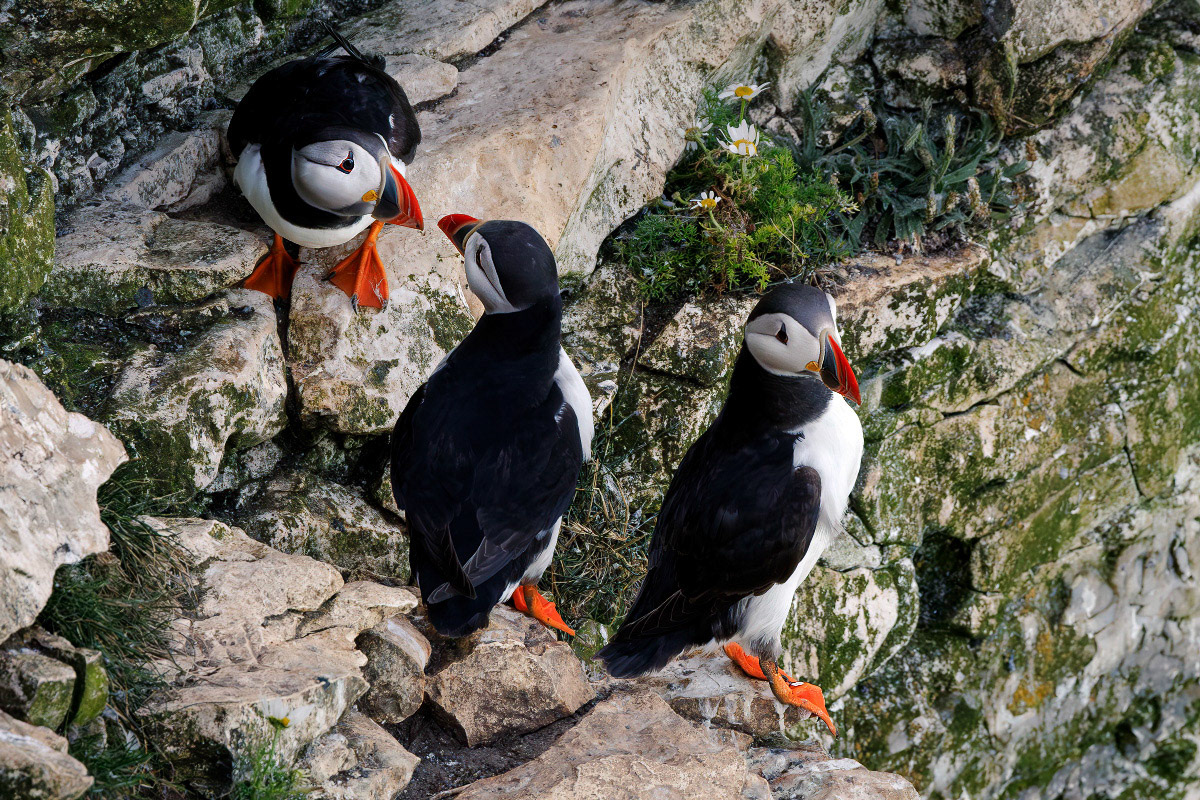 Puffin