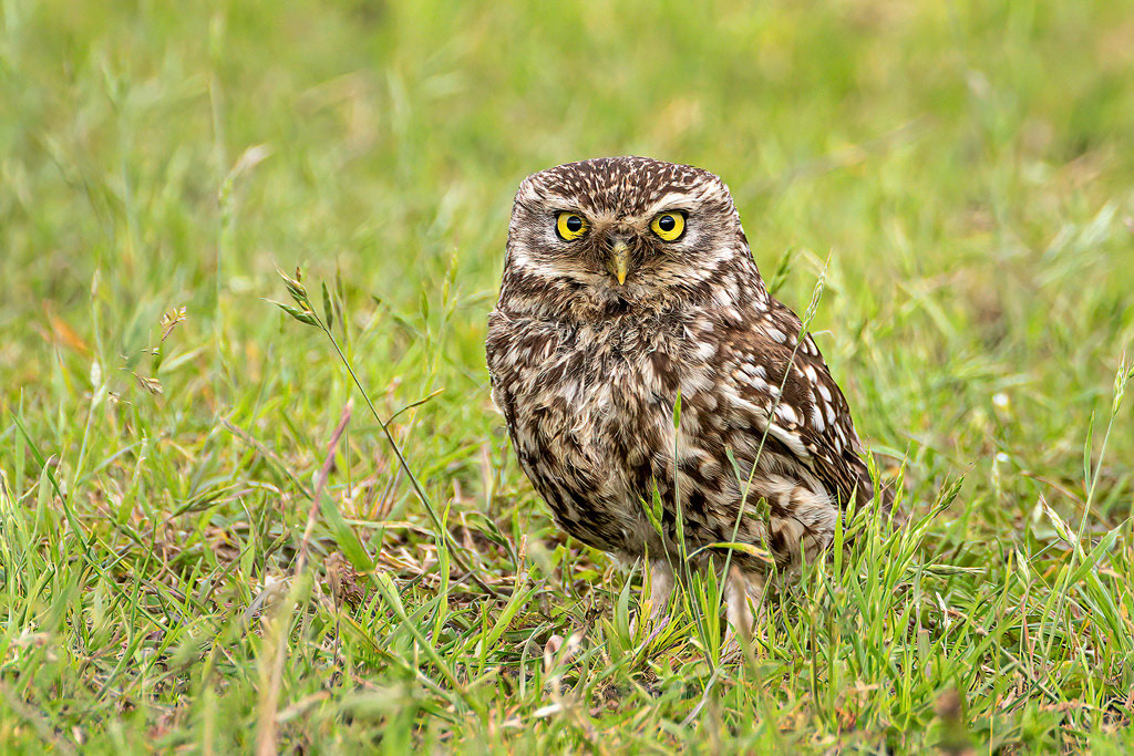Little Owl