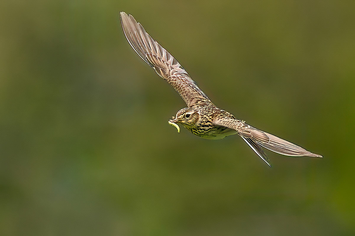 Skylark