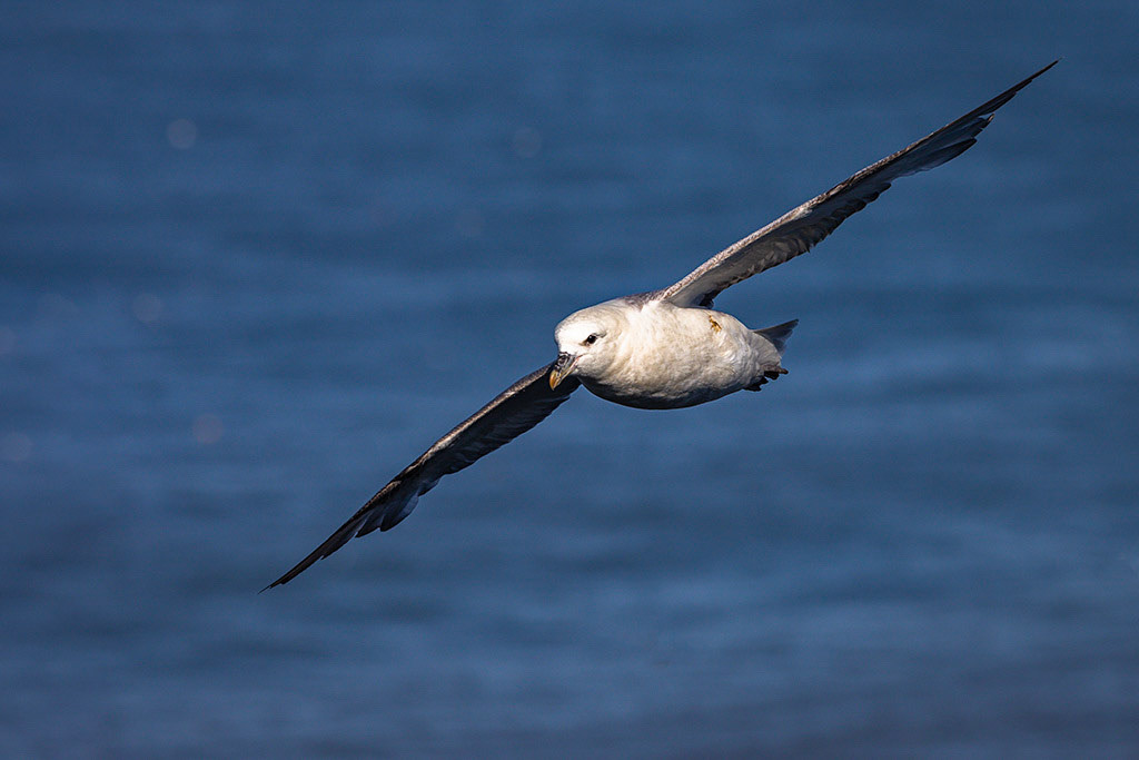 Fulmar