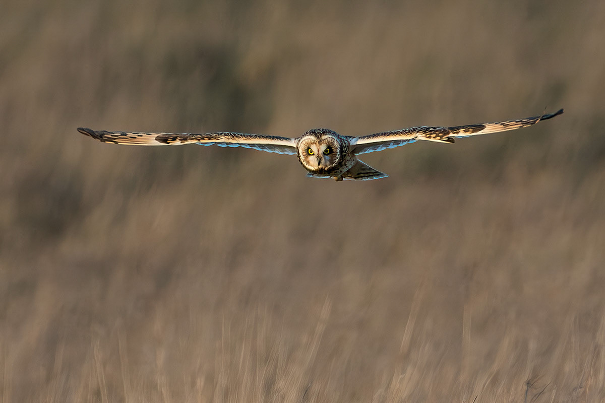 Short-eared Owl