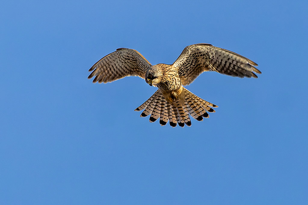 Kestrel