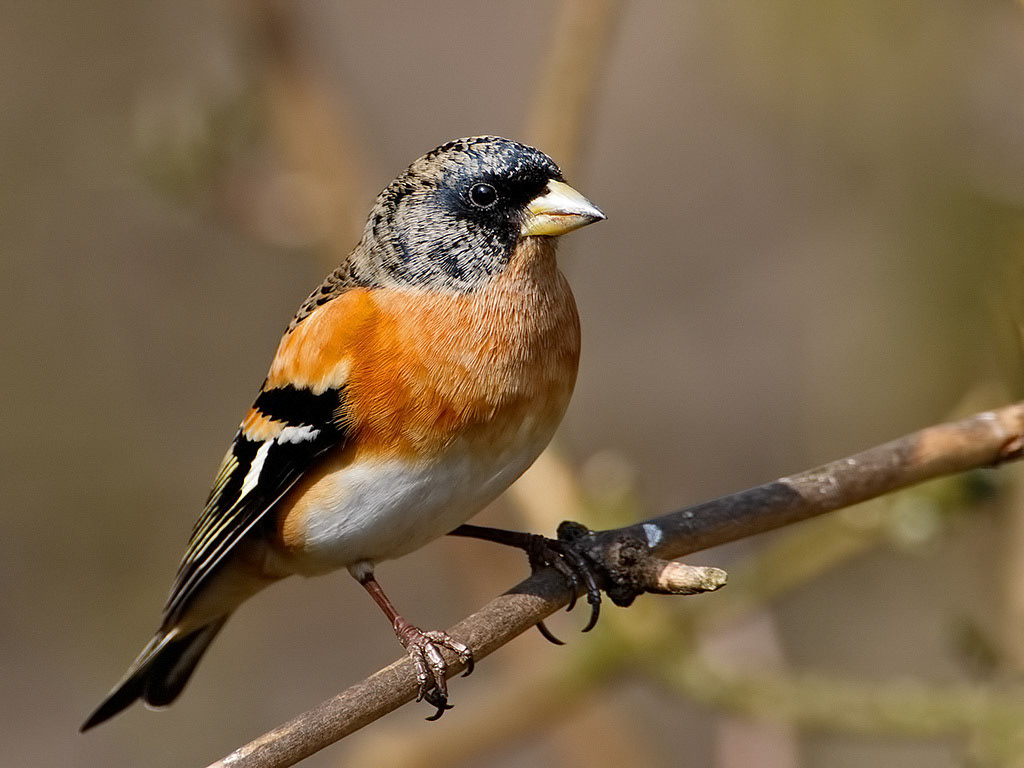 Brambling
