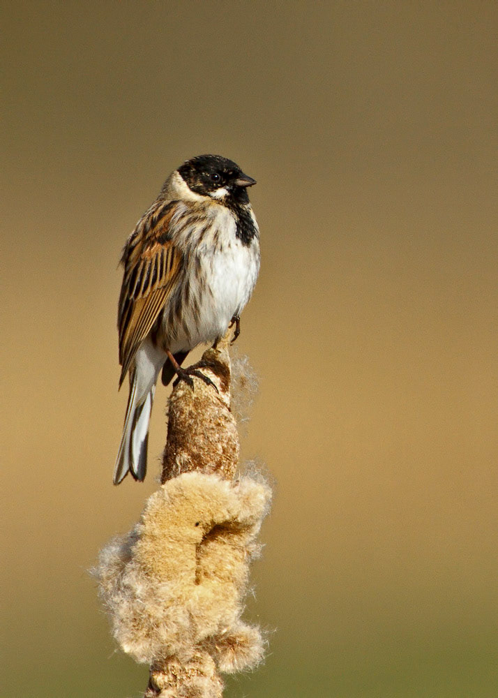 Reed Bunting