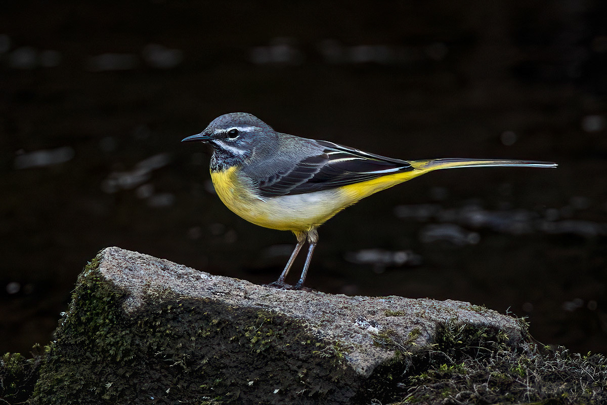 Grey Wagtail
