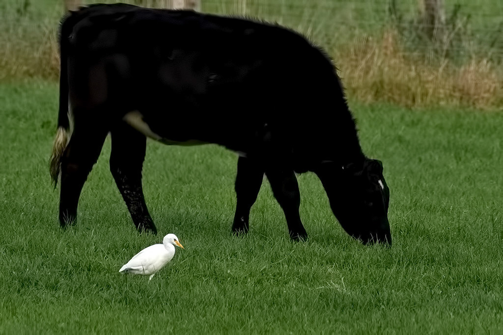 Western Cattle Egret