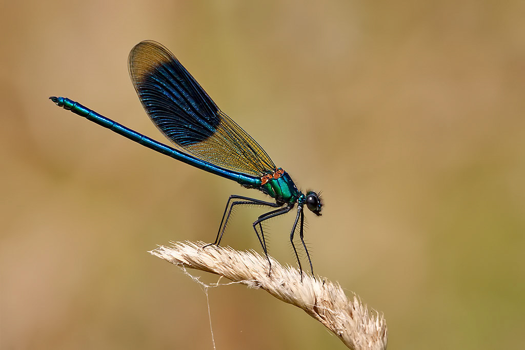 Banded Demoiselle