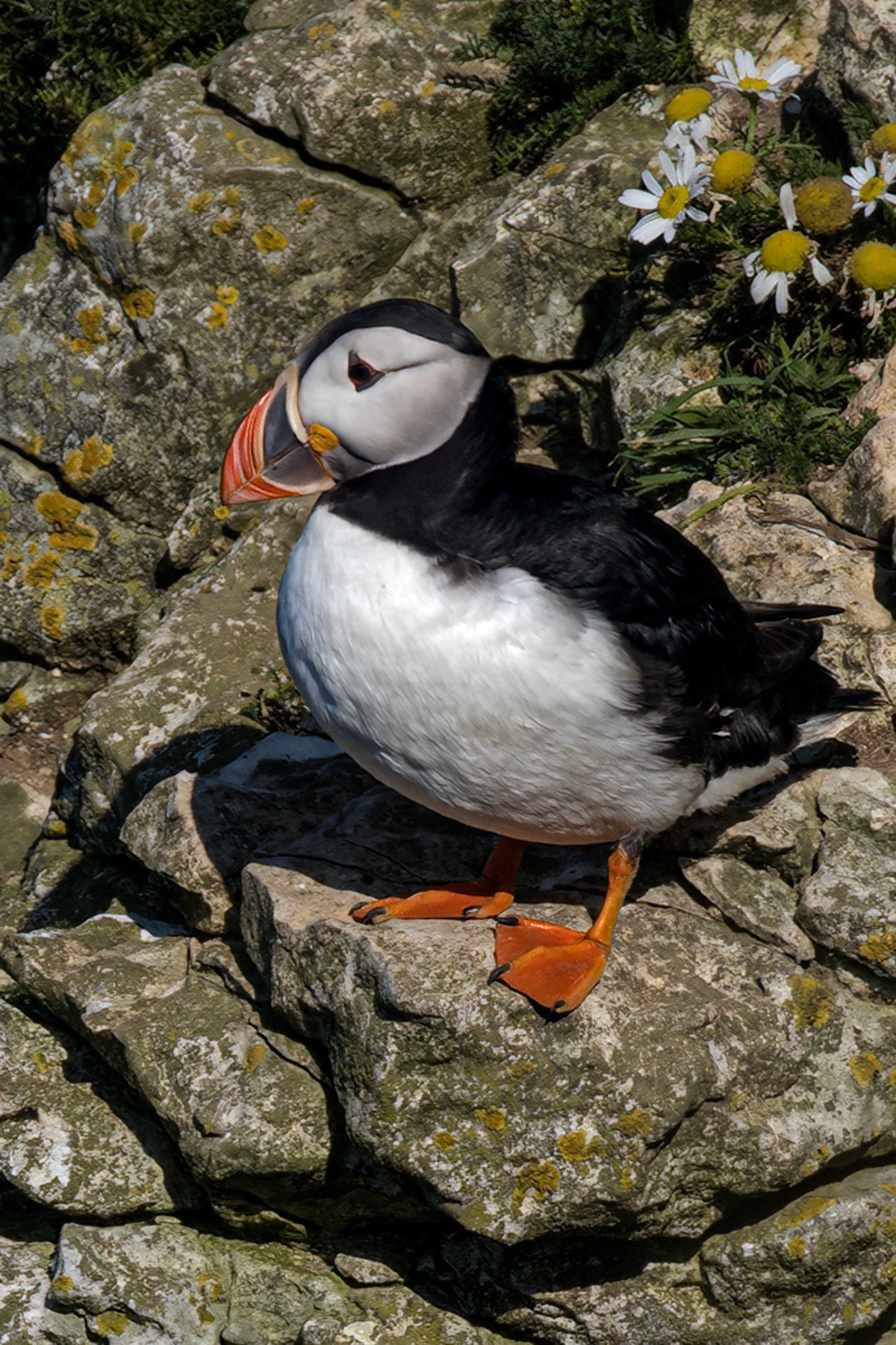Puffin