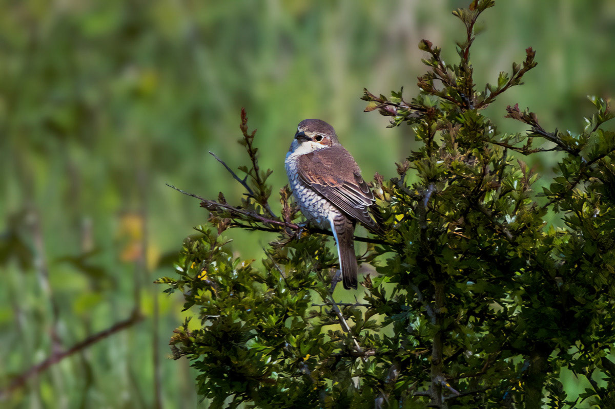 Red-backed Shrike