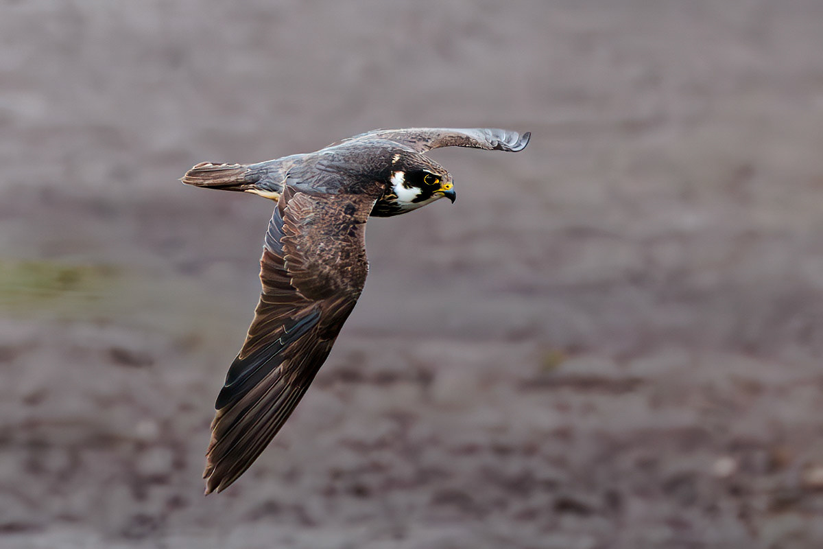 Hobby