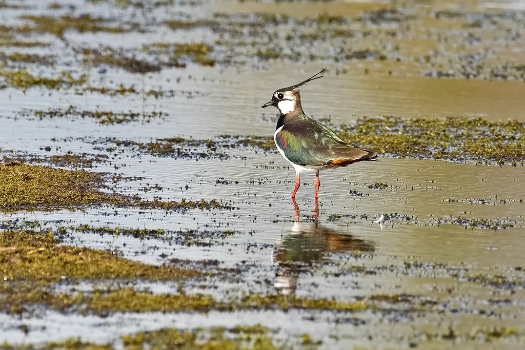 Lapwing
