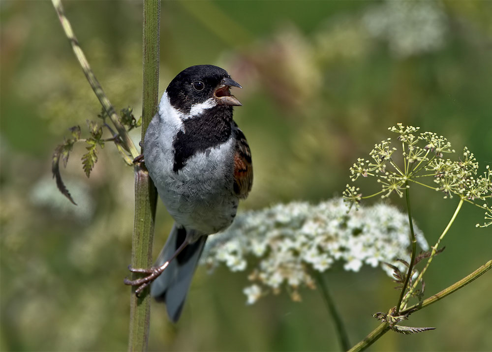 Reed Bunting