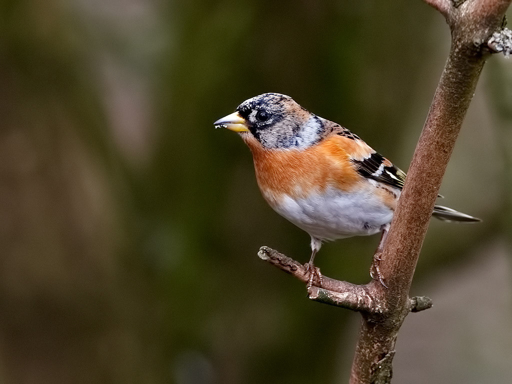 Brambling