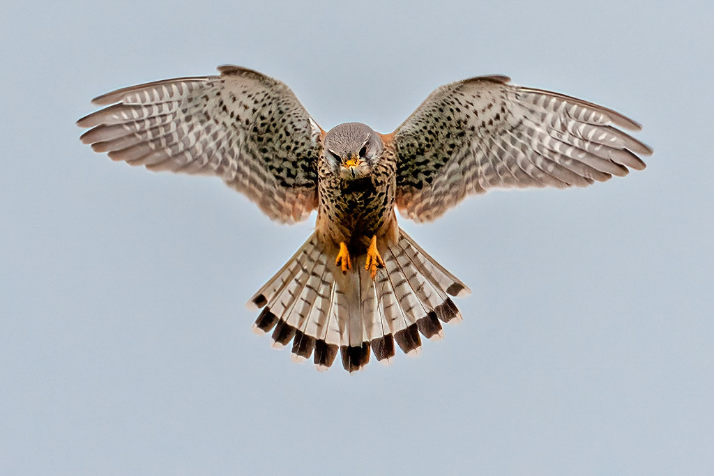 Kestrel
