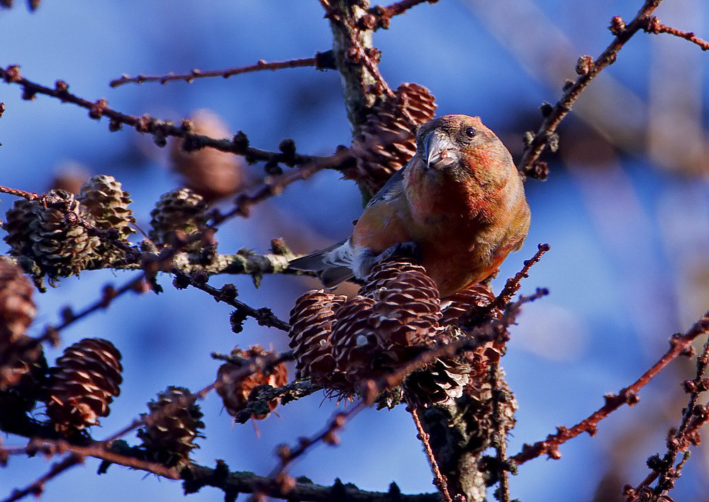 Crossbill
