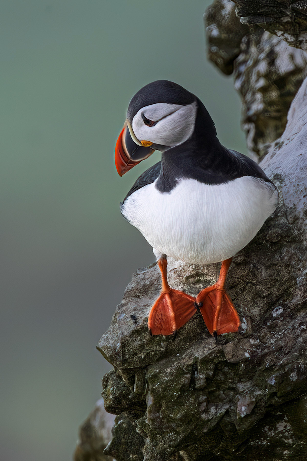 Puffin