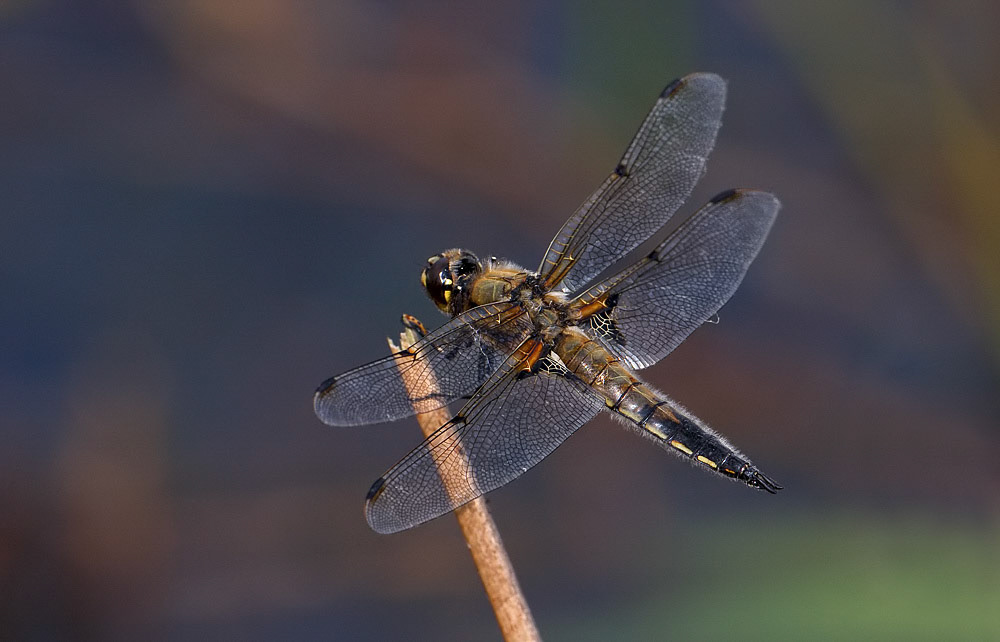 Four-spotted Chaser