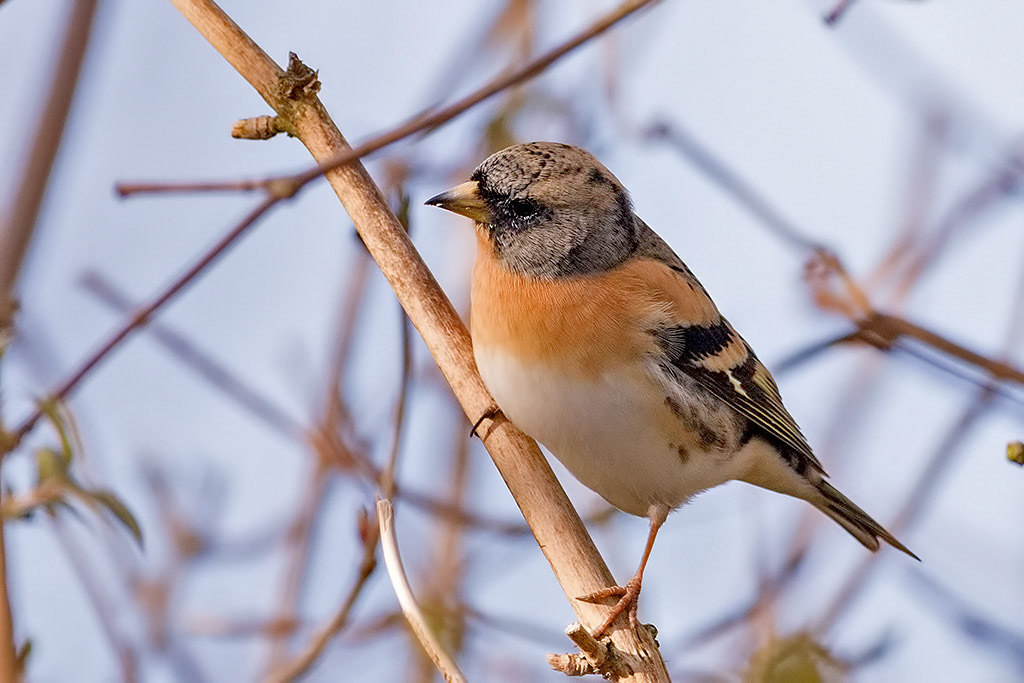 Brambling
