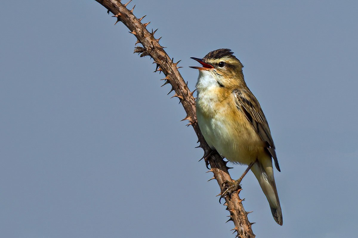 Sedge Warbler