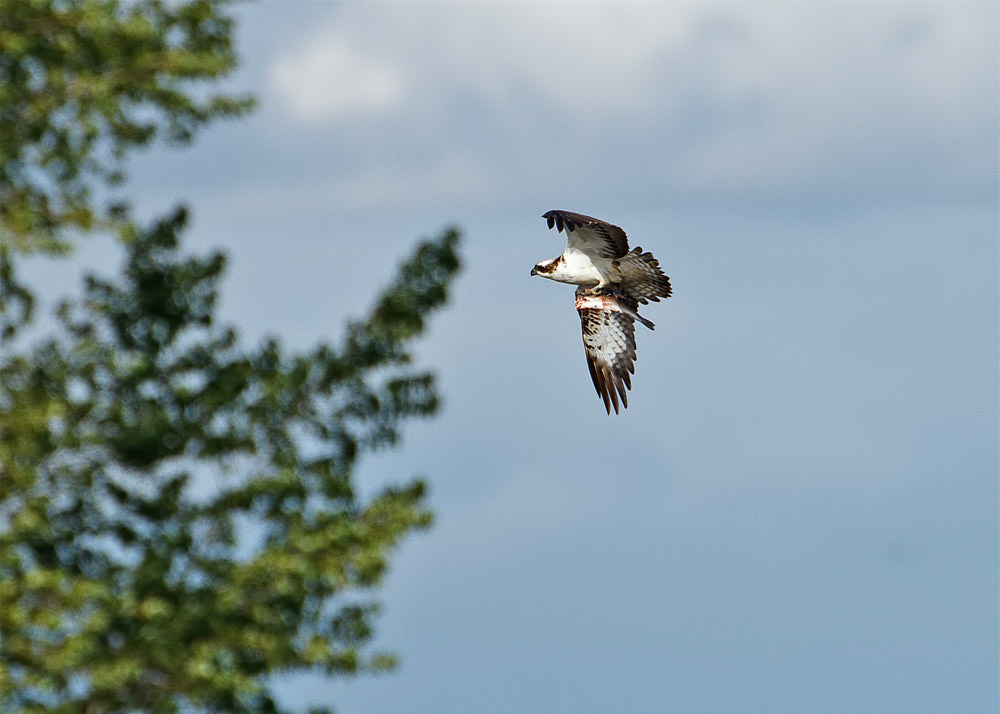 Osprey