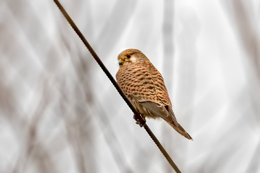 Kestrel