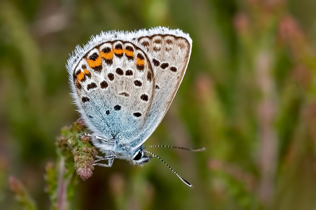 Silver-studded Blue
