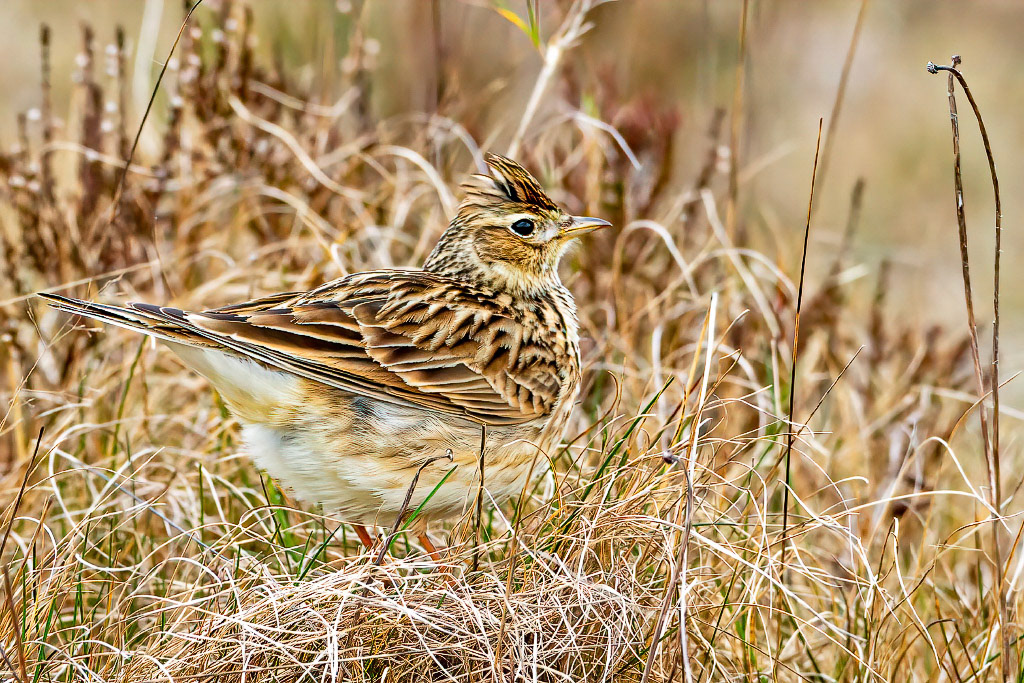 Skylark