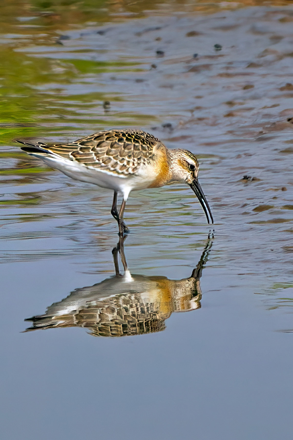 Curlew Sandpiper