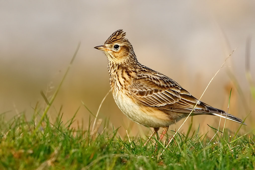 Skylark