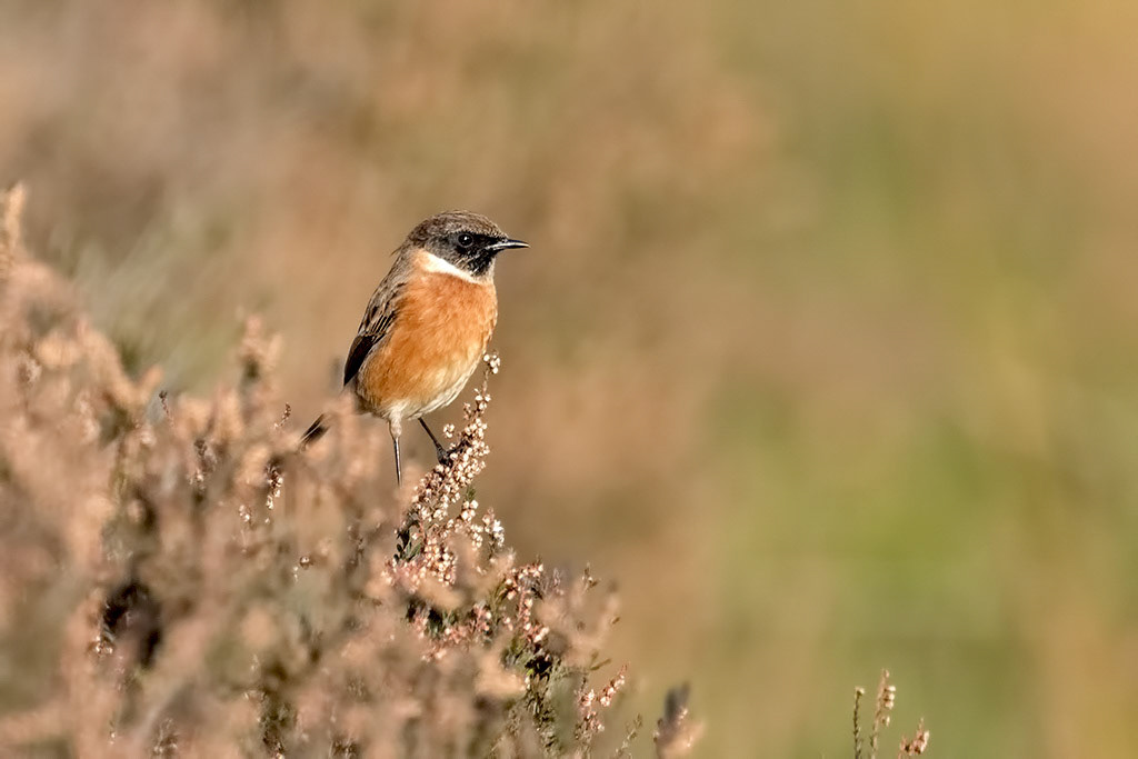 Stonechat