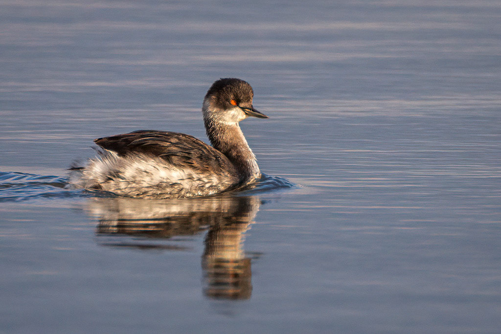 Black-necked Grebe