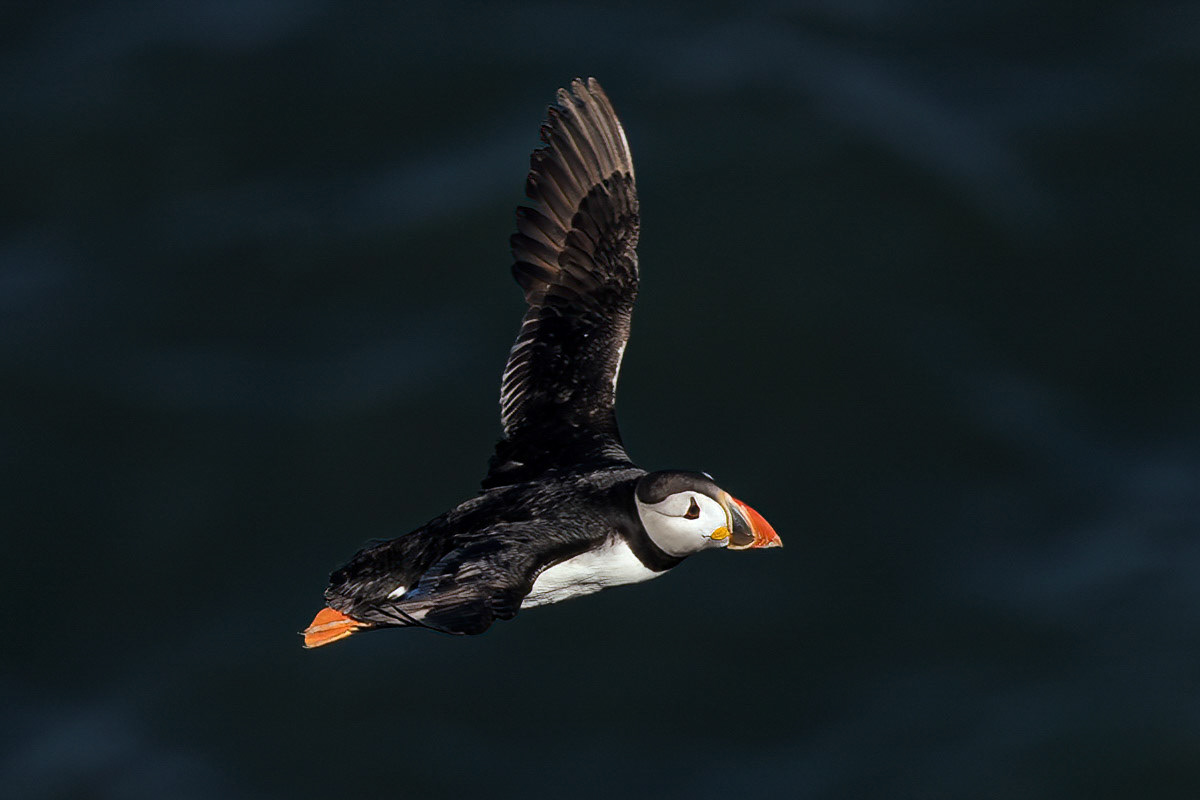 Puffin