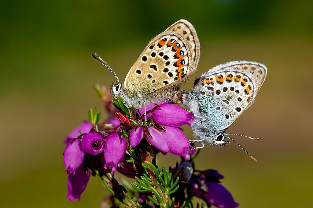 Silver-studded Blue