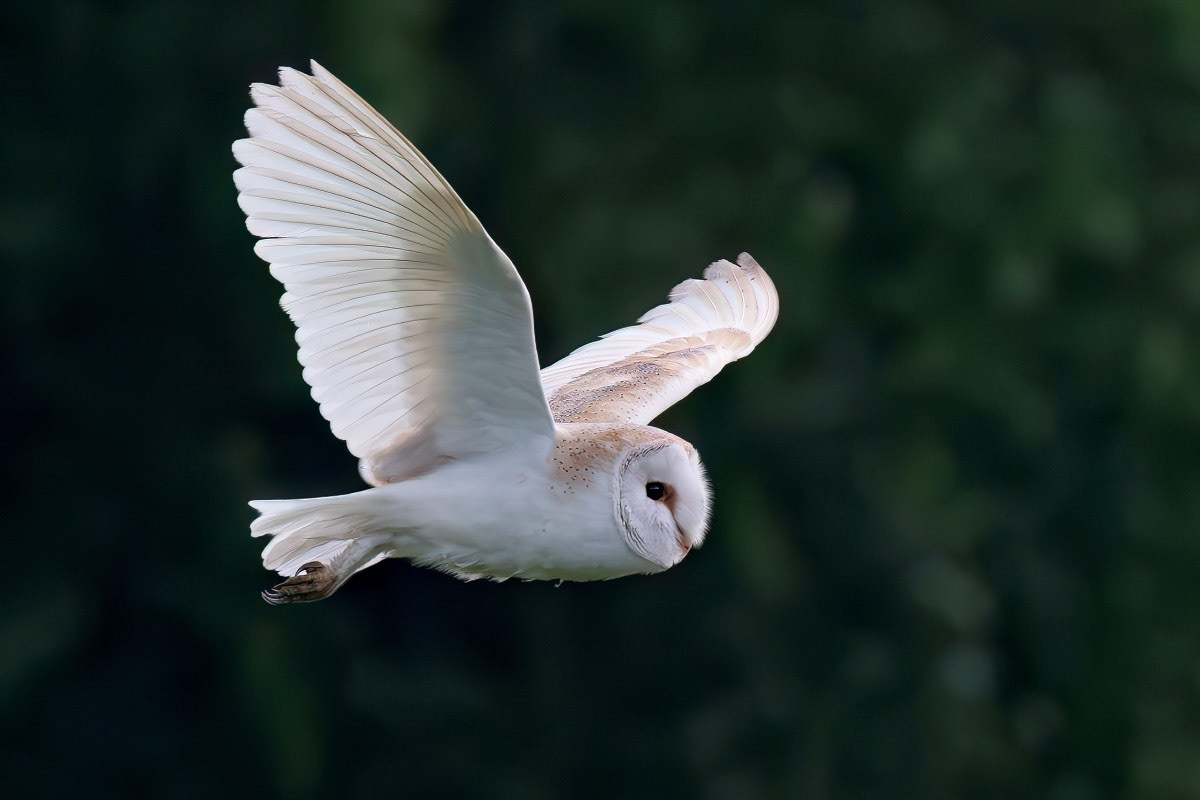 Barn Owl