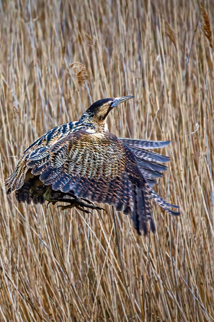 Bittern