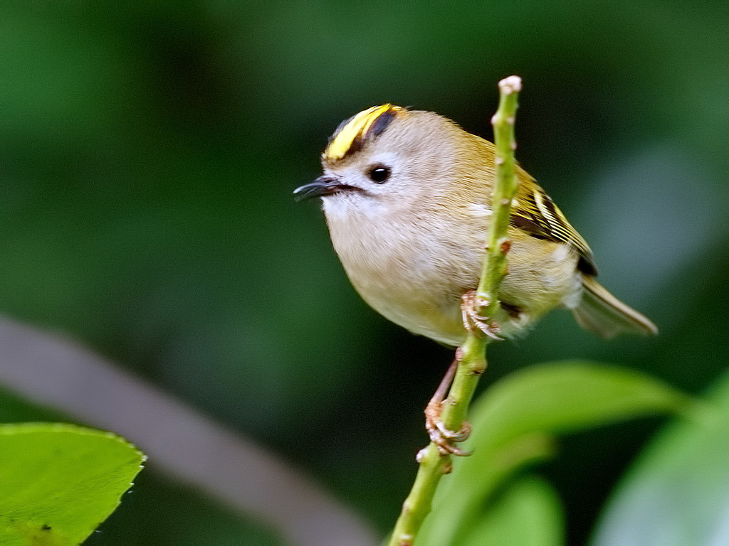Goldcrest