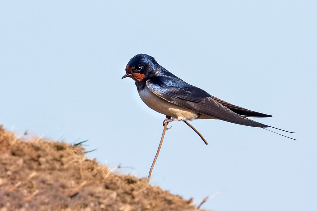 Swallow